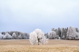 Tree in Frost