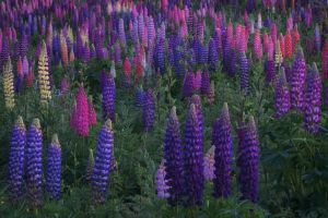 Nightly Lupines