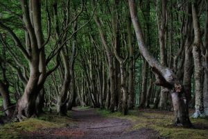 Coastal Forest Path